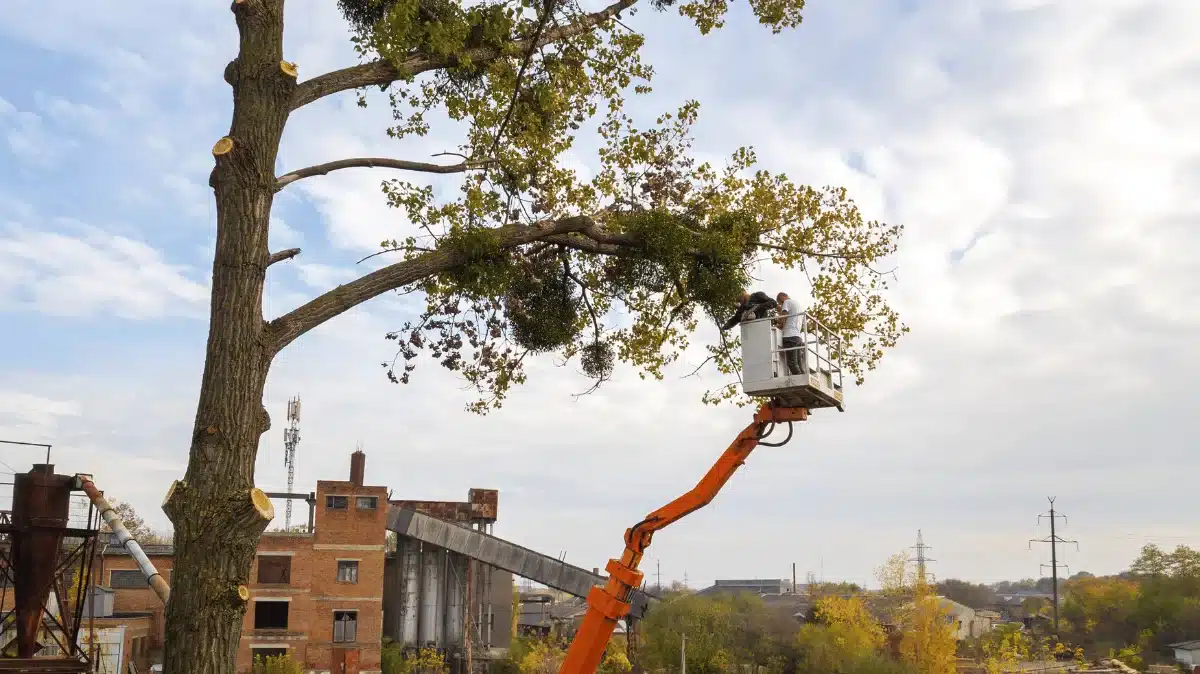tree pruning near me