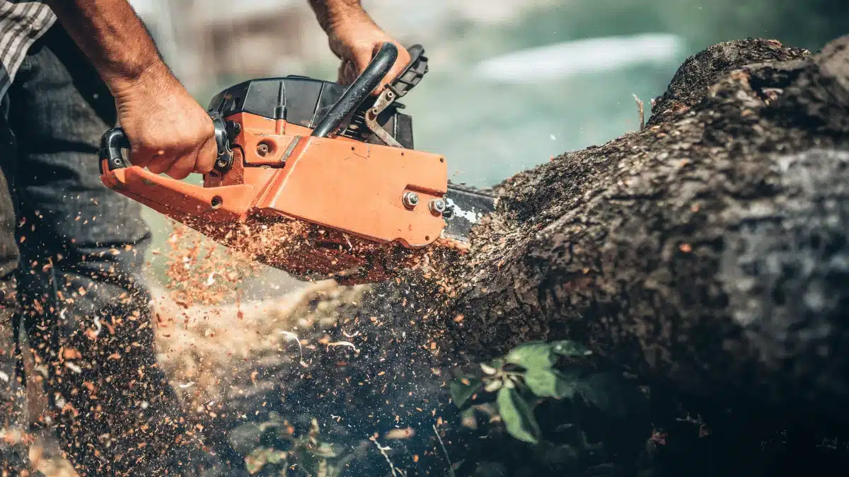 Emergency Tree Removal