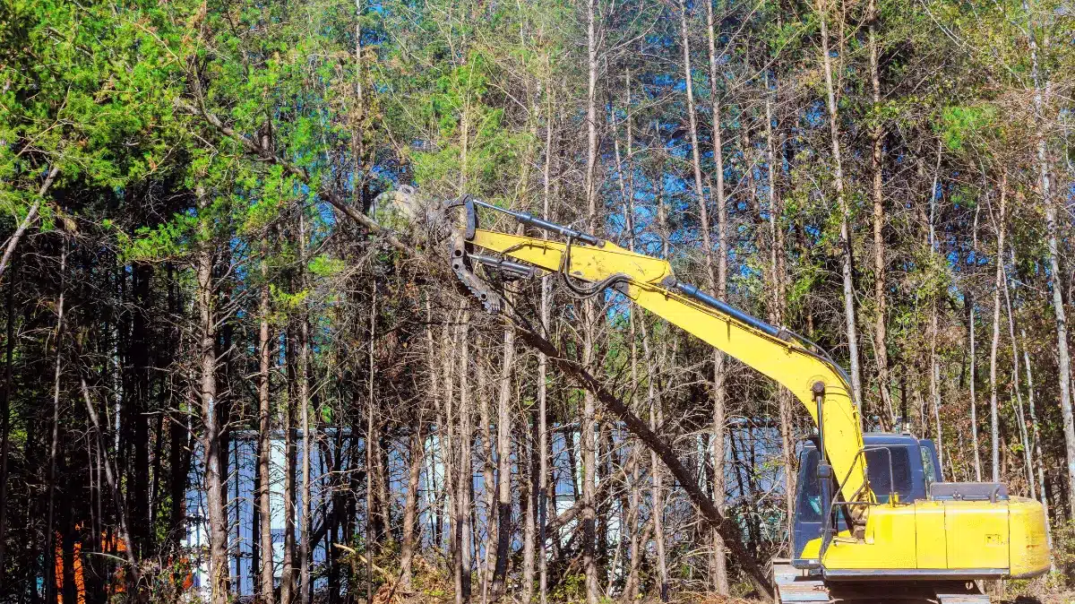 tree removal service​