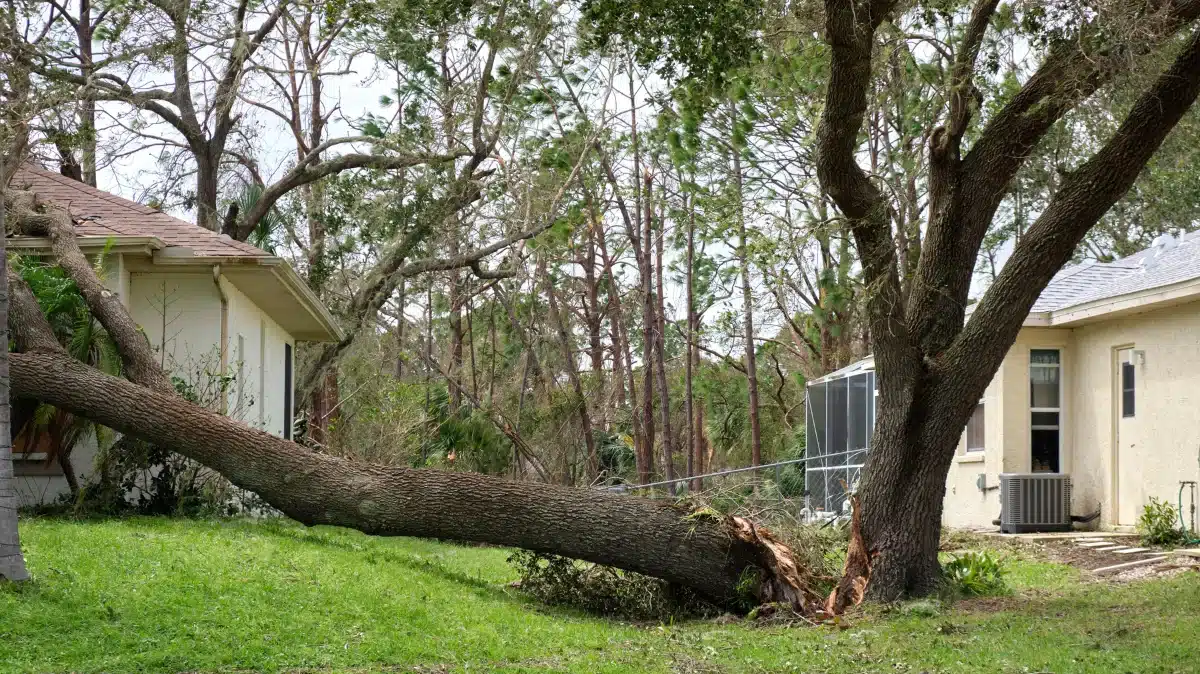 tree storm damage cleanup​