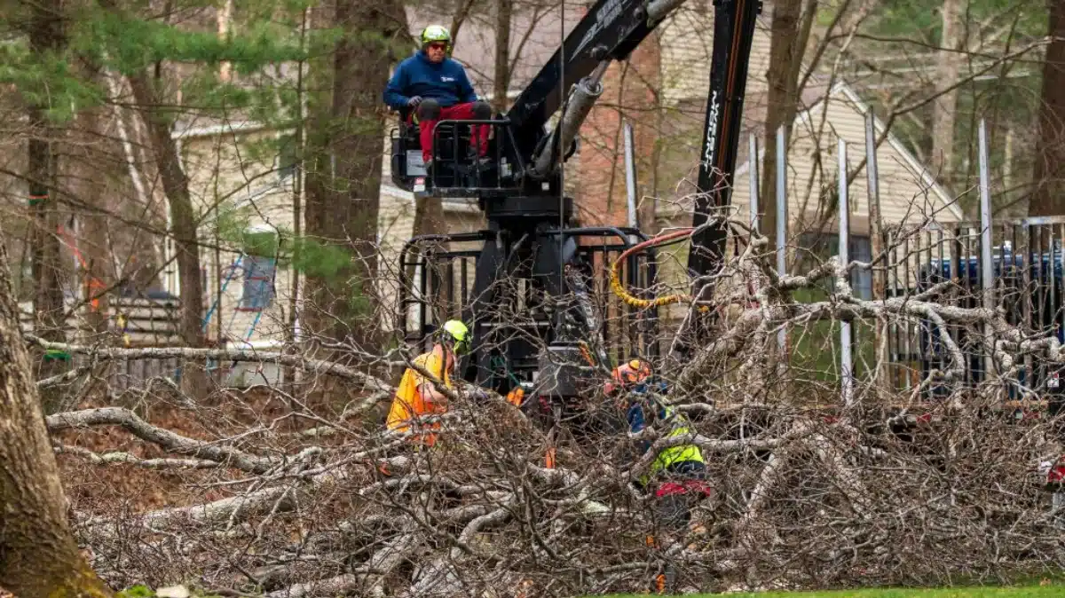 storm damage tree cleanup near me​