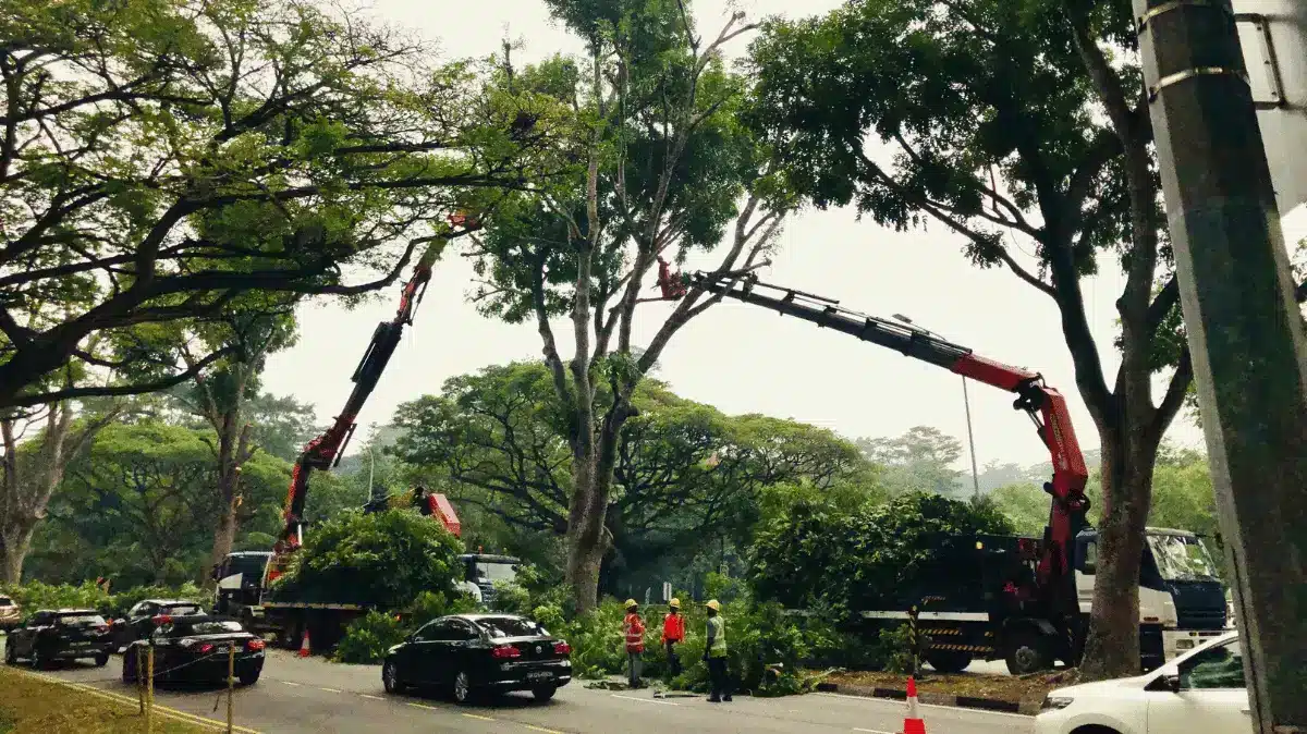 emergency tree removal