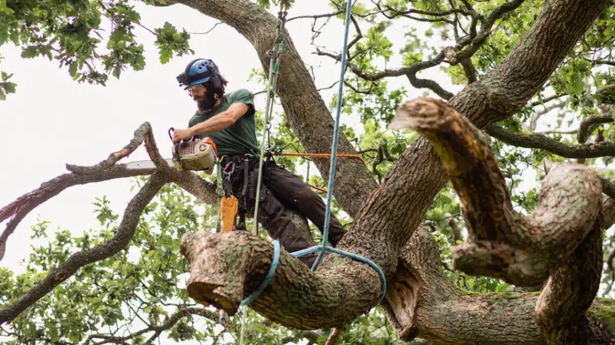 Hazardous Tree Stabilization