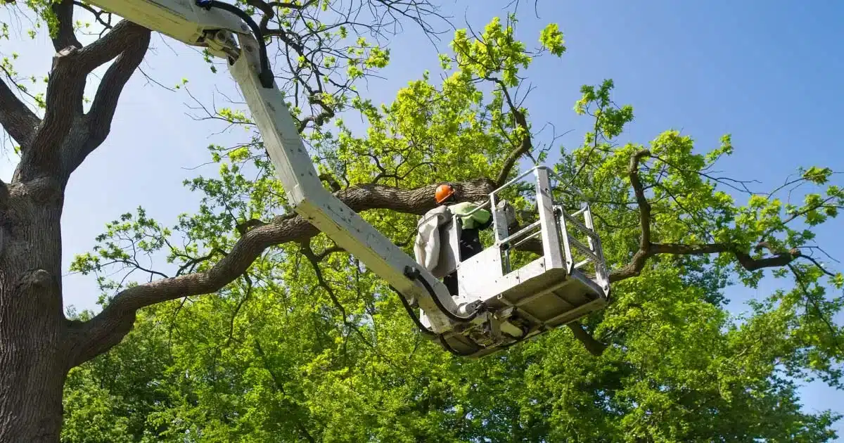 Corrective tree pruning